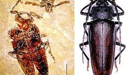 天牛哥最新爆料新闻网站,最新爆料新闻网站深度解析